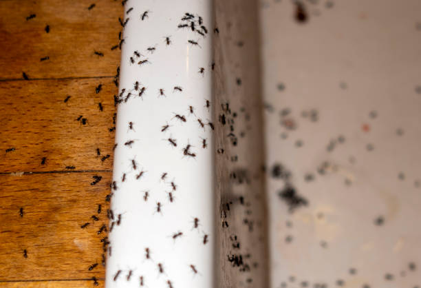 Best Cockroach Control Services  in Walbridge, OH